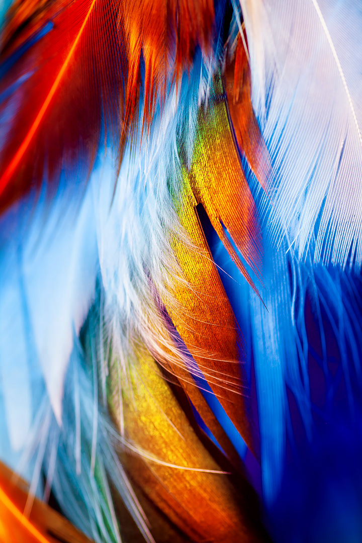 bird close up Colourful  feather macro Nature underwater