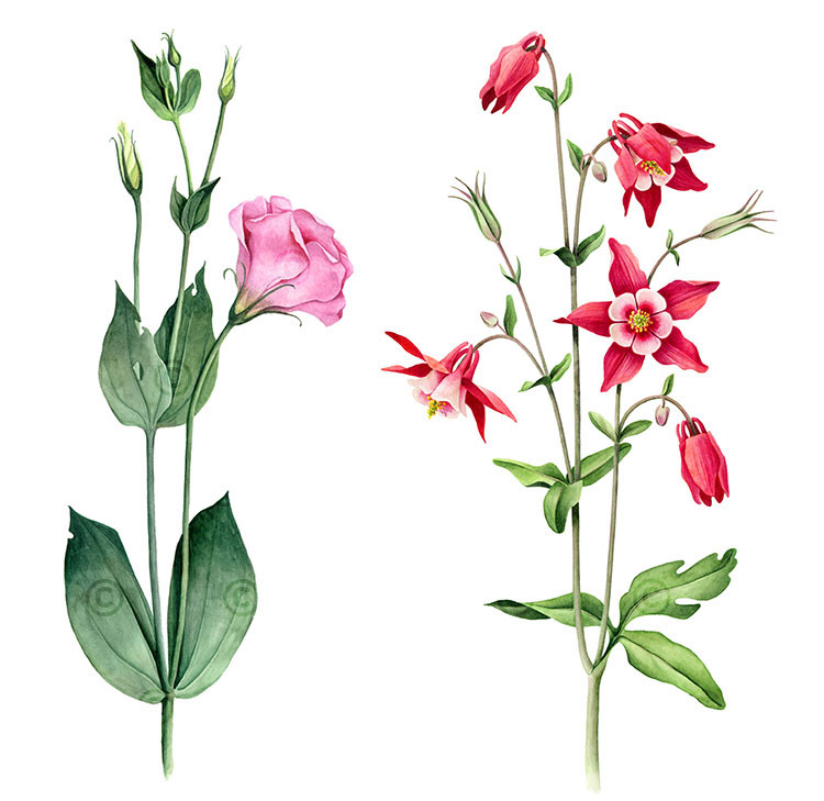 botanical botany watercolor Flowers