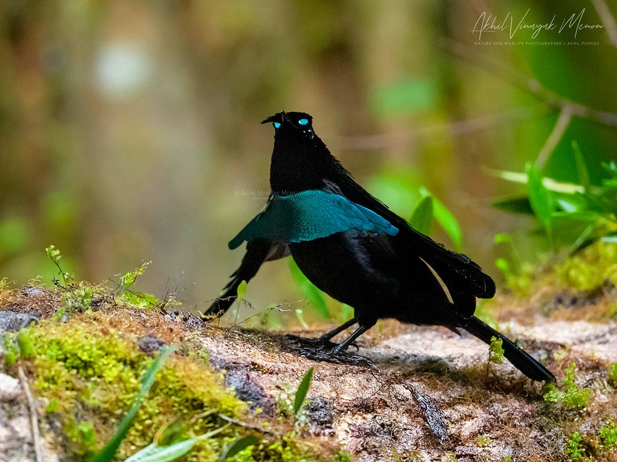 birds paradise wildlife Papua guinea Nature Photography  Tropical Rare Unique