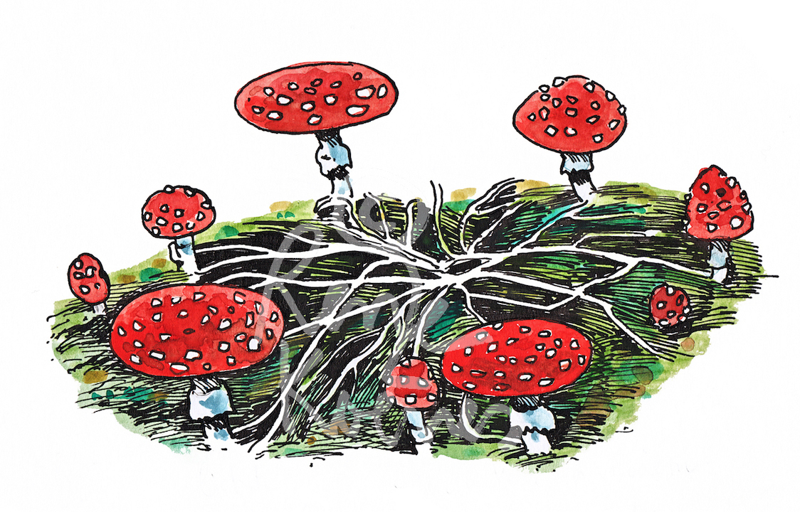 Education Nature mushroom