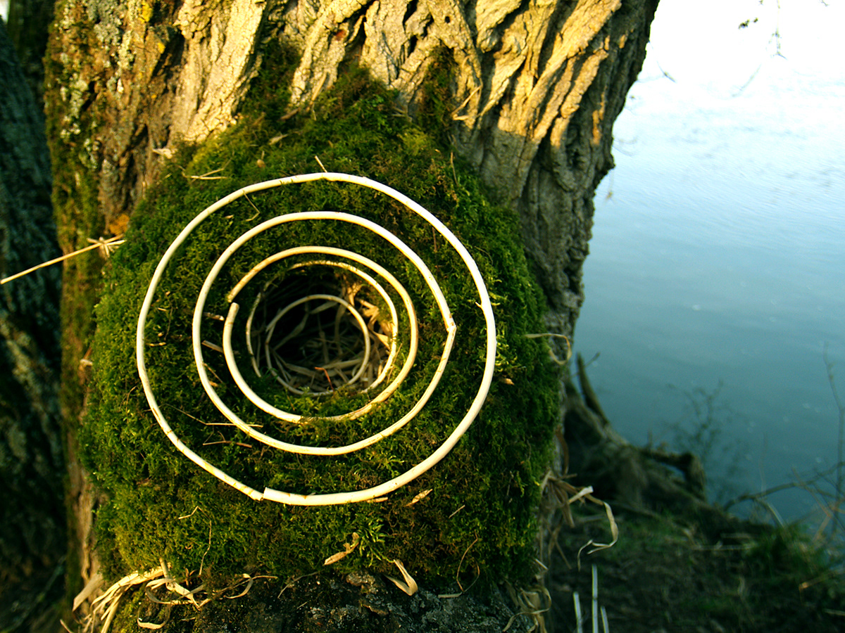 mousse Tree  cercle circle trou hole NID arbre