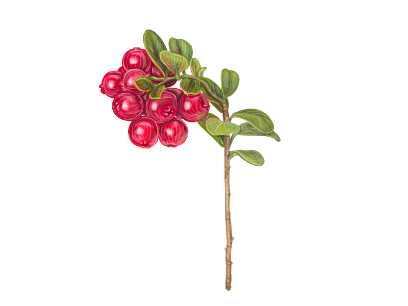 watercolor berries juice jam packaging design Fruit Drawing  botanical illustration vintage vector berry