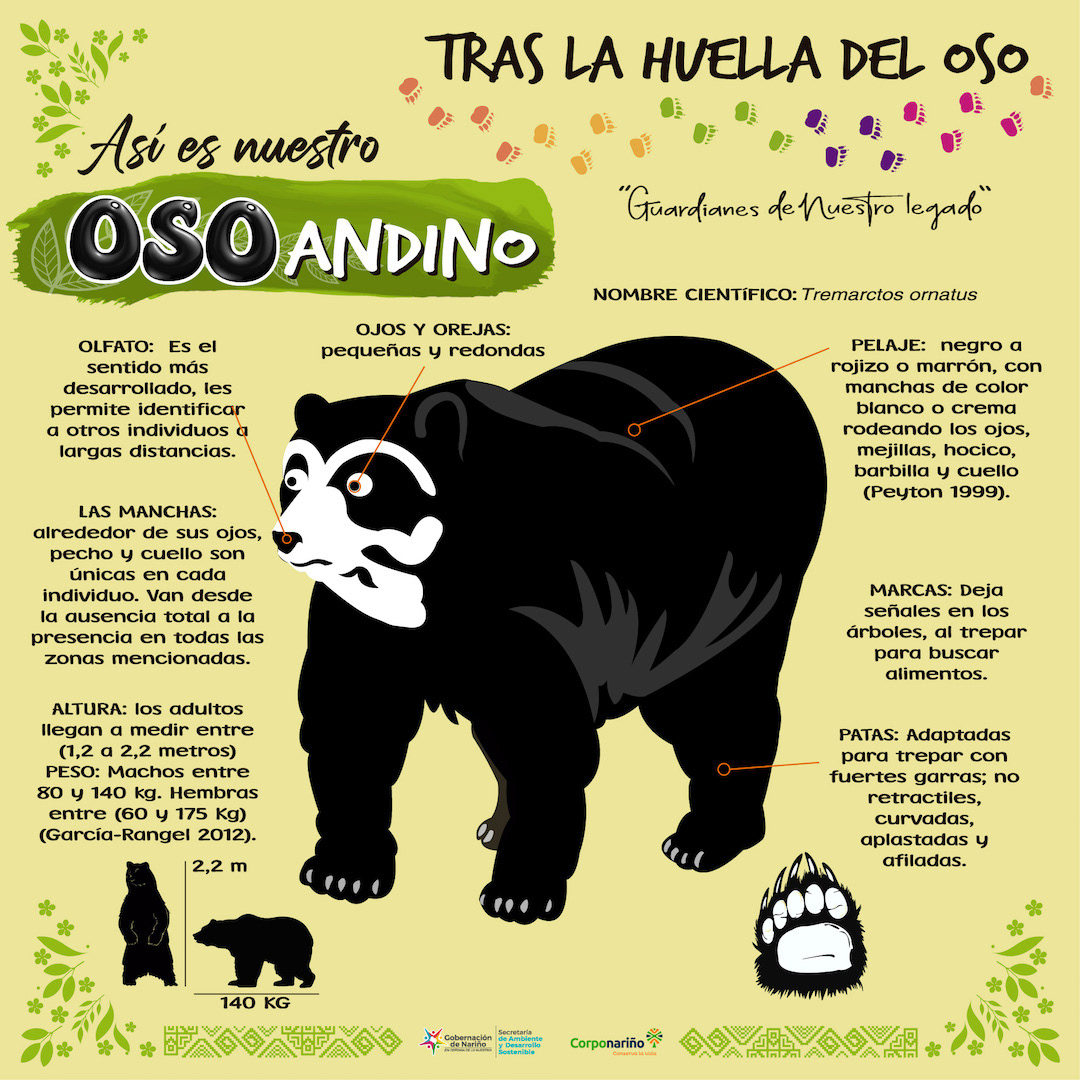 oso andino conservación educacion ambiental diseño gráfico participación proteccion extinción apropiación Estrategia creativa medio ambiente