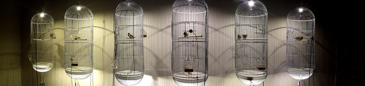 bird cage sound chaos Nature random metal led