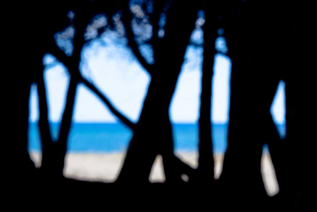 Pineta pinewood seascape marina sardinia andrea sardu abstract photography