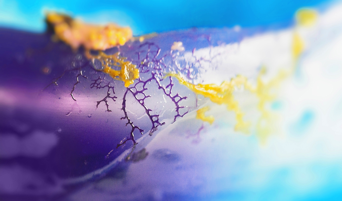bioart macro biology colors biotechnology 3d printing