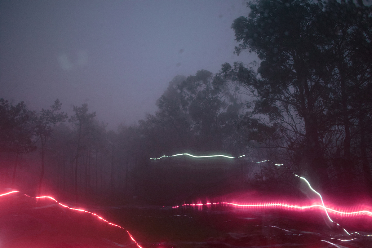 fog Landscape lightning forest dark long exposure color neon Tree  rain