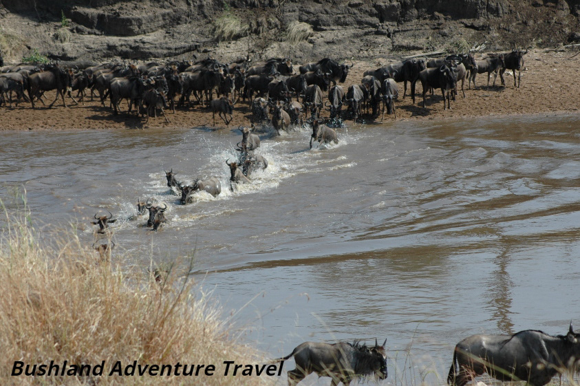 Honeymoon safari Luxury Safari Tanzania standard safari wildebeest migration