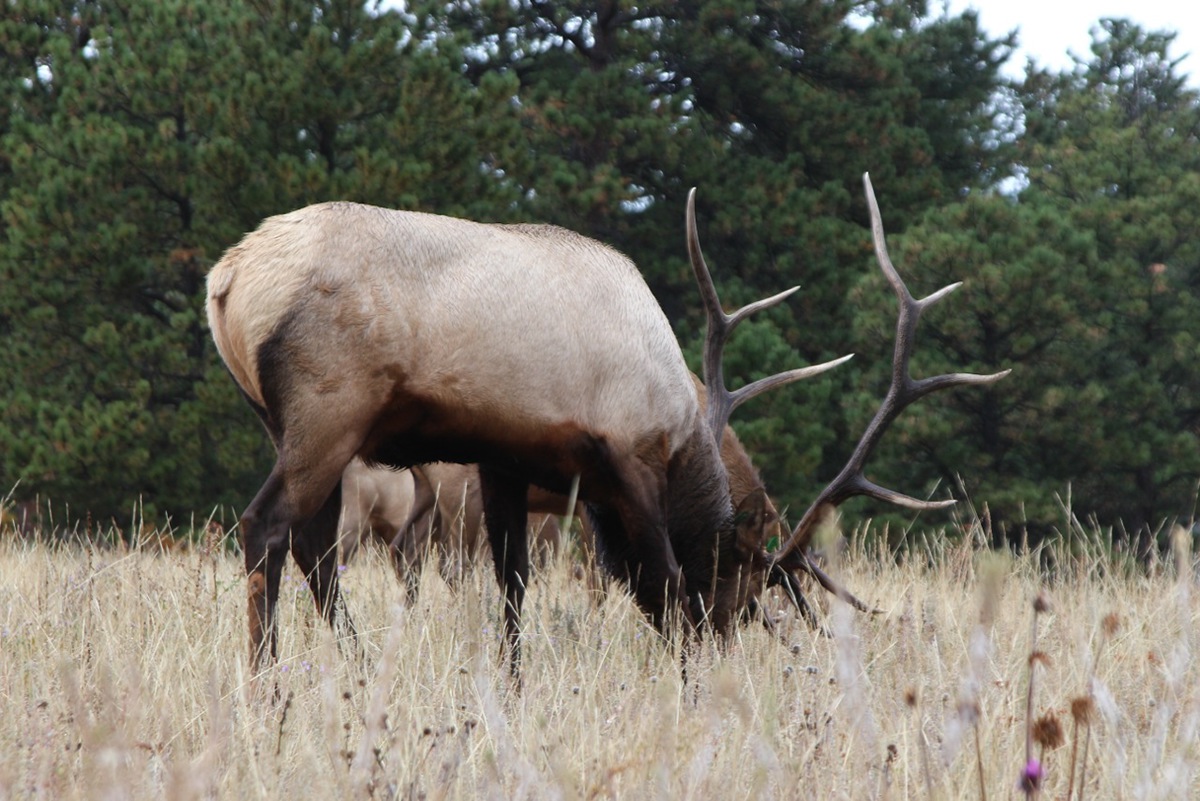elk aspen trees trail Rocky Mountain National Park