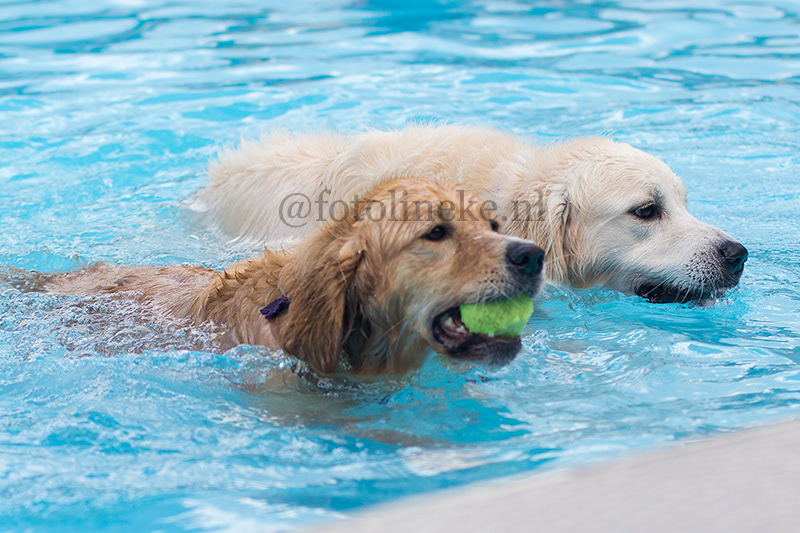 honden zwemmen sportpark Almelo