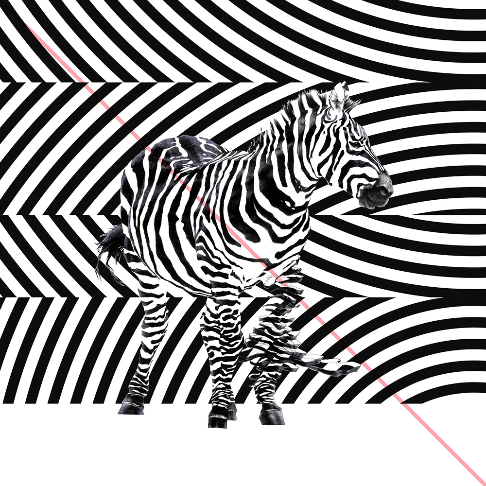 art Andy Warhol black and white zebra rebel