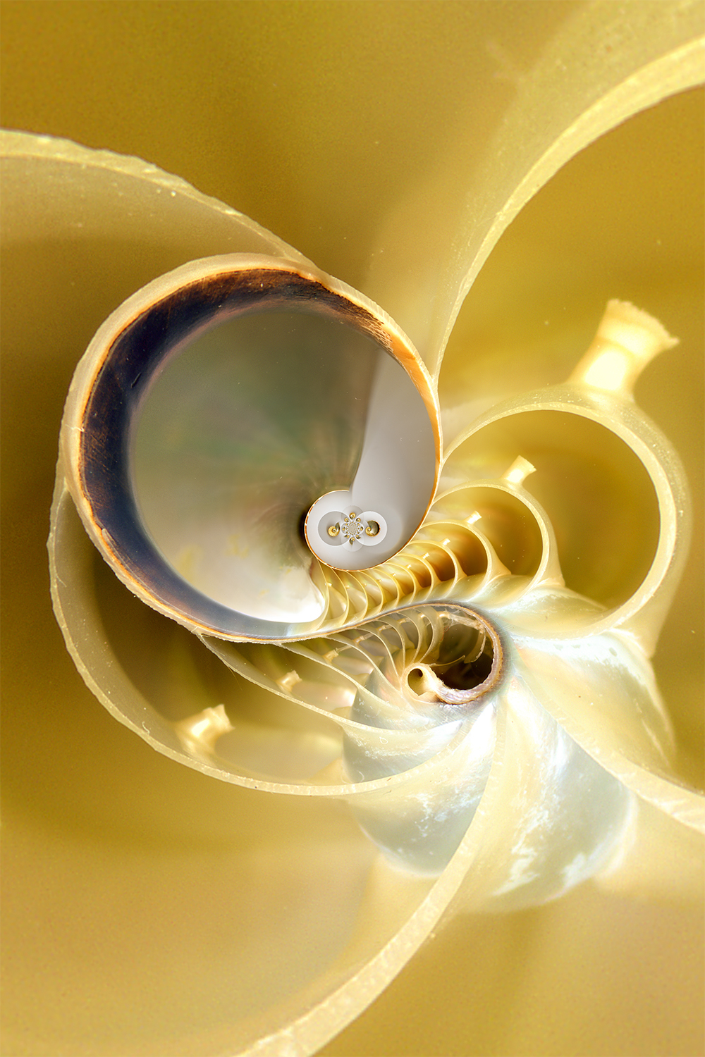 conformal transformational abstract Transformation nautilus shell picture window