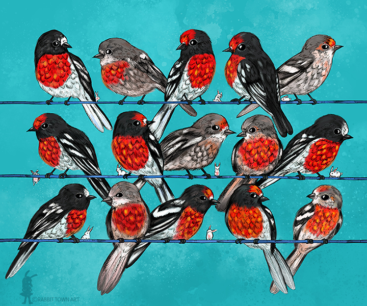 textile design  birds australian fauna RedBubble product design 