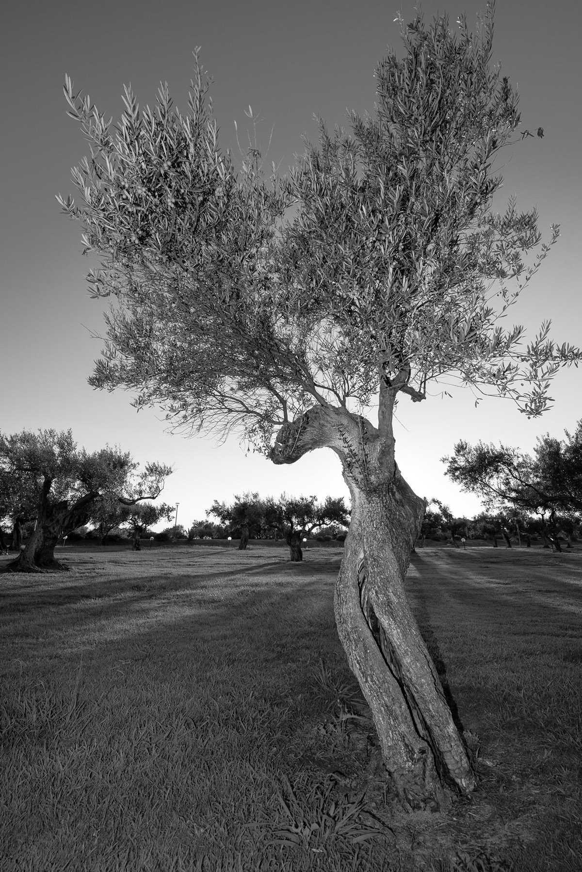 landscapes olive trees sicilia black and white bw trees trunks
