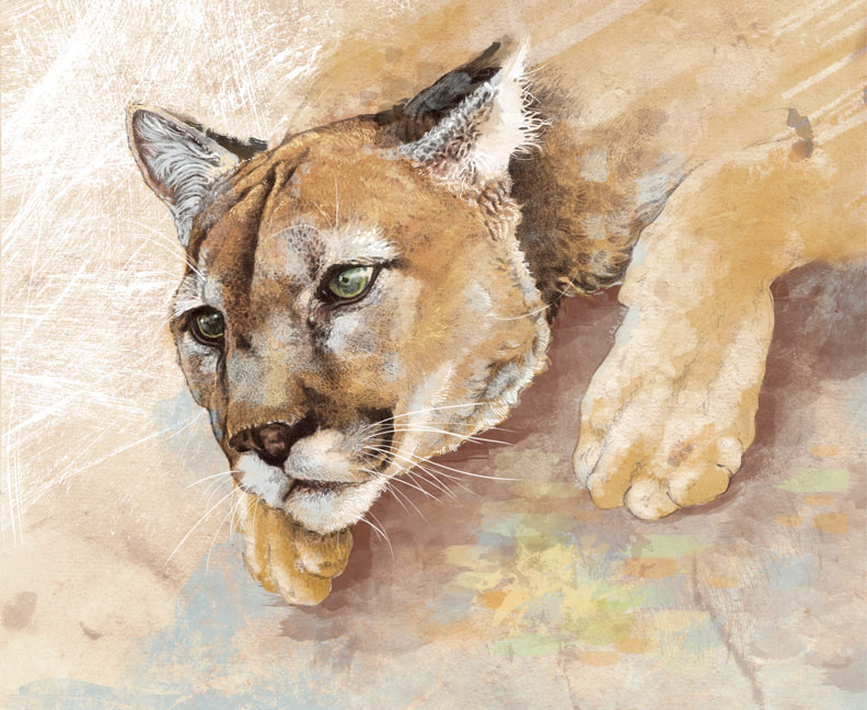 Mountain Lion Wildlife Illustration