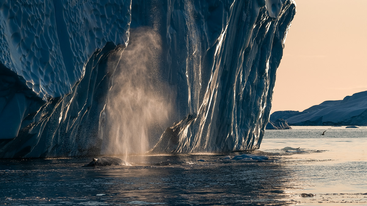 adventure animal Arctic glacier Greenland iceberg Nature Travel Whale wildlife