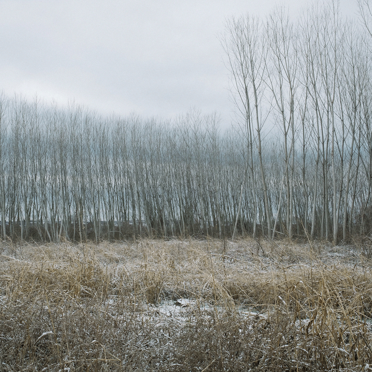 bulgaria exploracion fine art forest Landscape minimal Nature Photography  Travel winter
