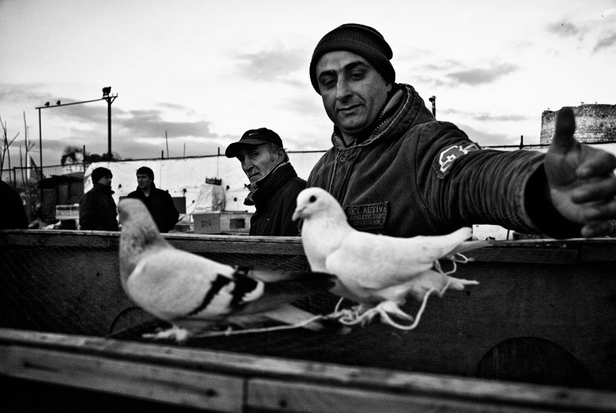istanbul birds saller bazaar