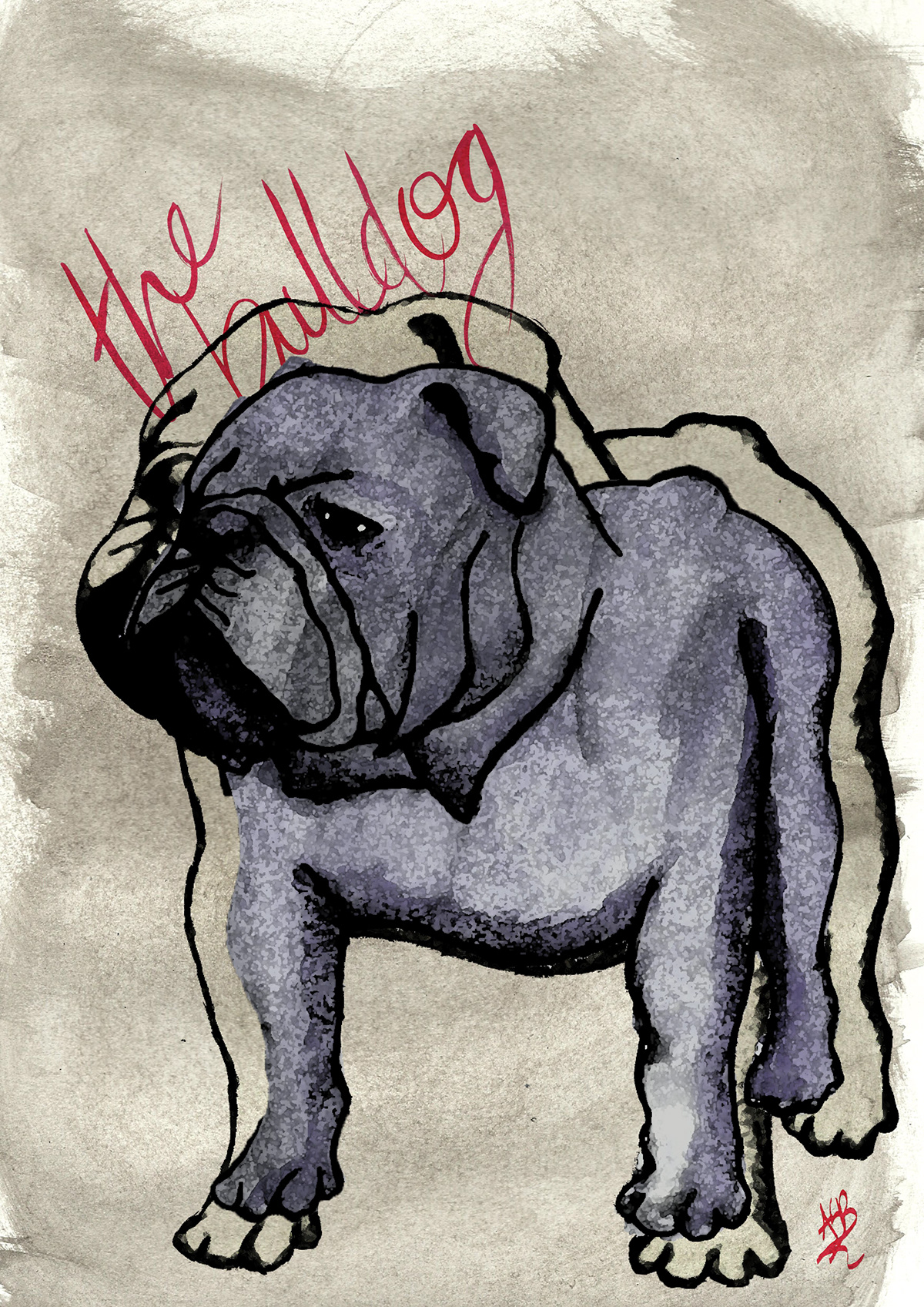 bulldog illustracion picture dog illustration