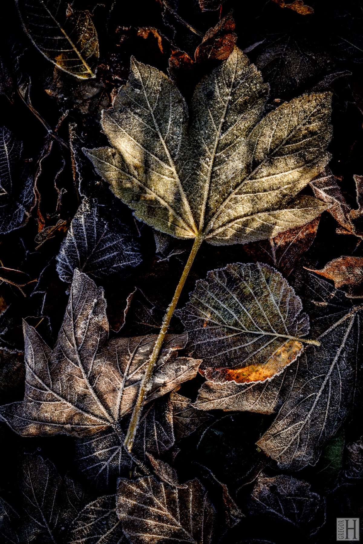 autumn leaves dark warm sweet frost still-live forest-floor brown botanical-art