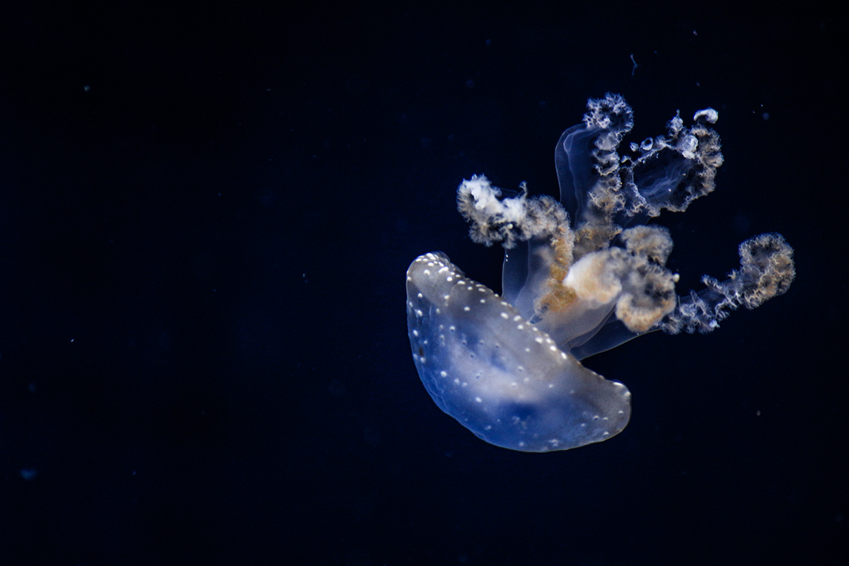 jellyfish blue sea jelly