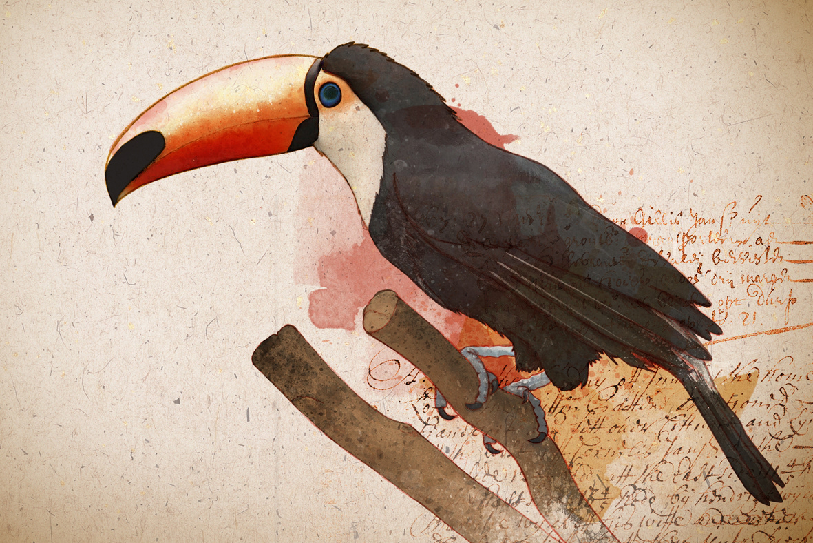 pássaro vintage Ilustração animal  juliana fusco esquilo  tucano  Sapo Pinguim arara textura aquarela