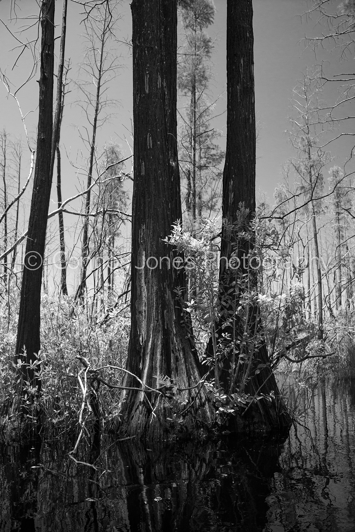 landscape photography Landscape black and white Georgia Savannah skidaway state park