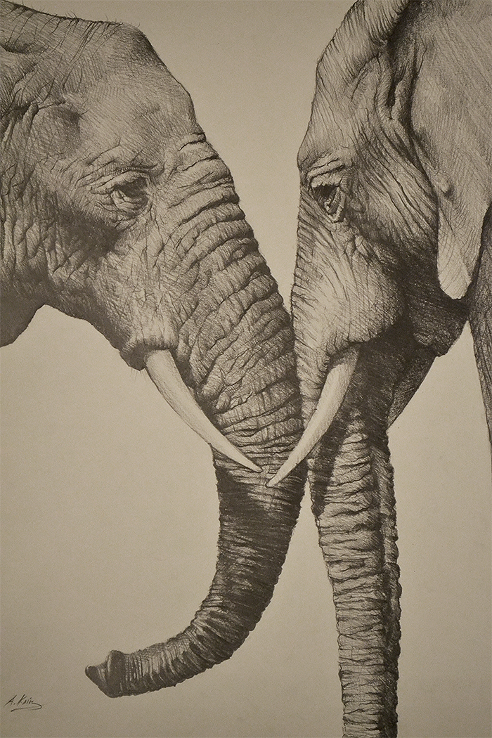 elephants draw