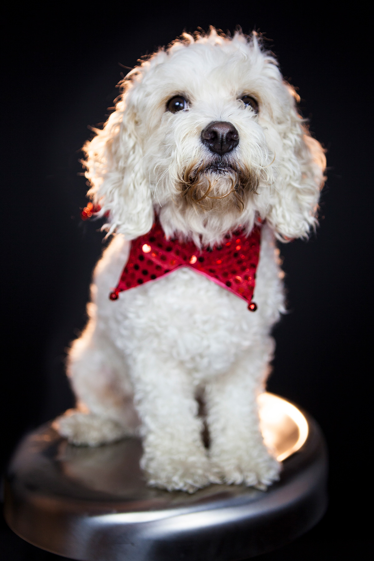 dogs puppies back lighting portraits Holiday pets animal
