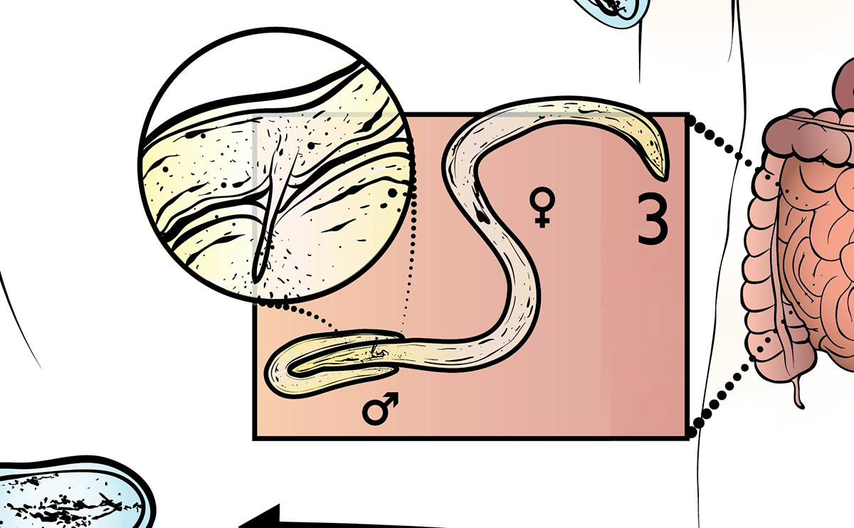 pinworm parasite lifecycle biomedical