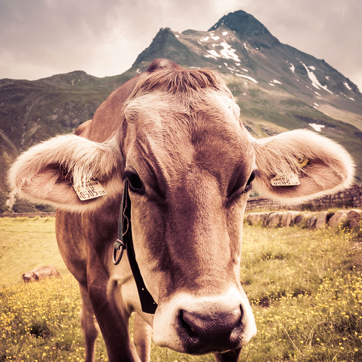 black and white color mountains alps cow