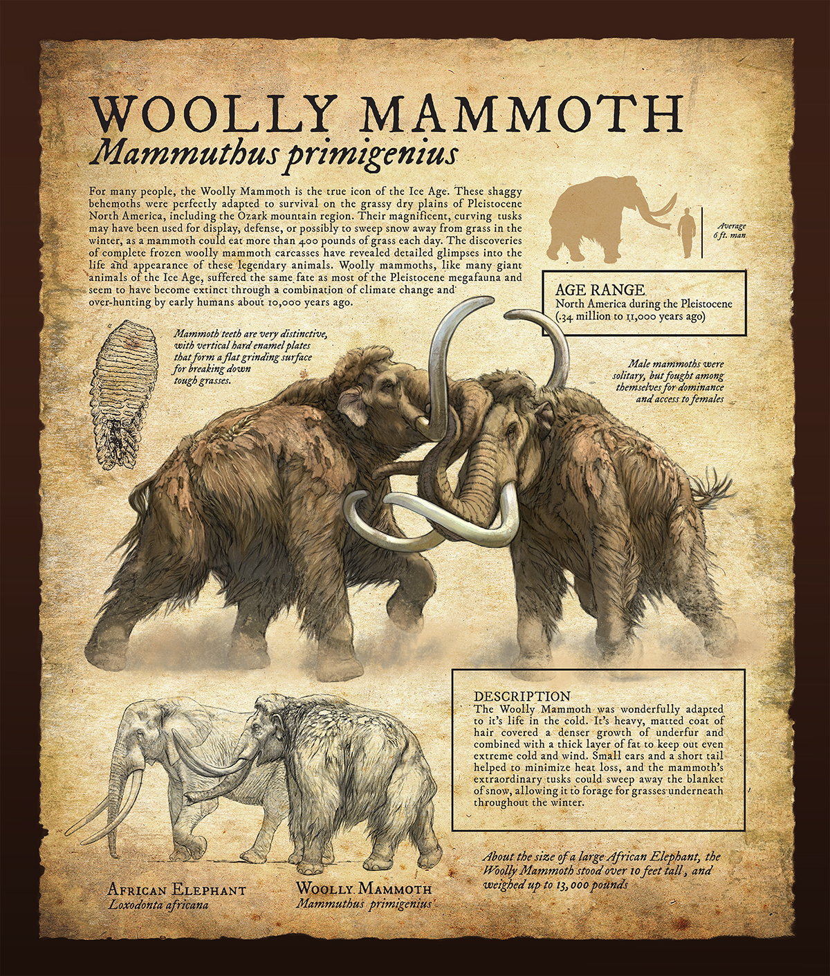 natural history museum prehistoric animals wildlife paleoart informative educational woolly mammoth lion bear Arctodus