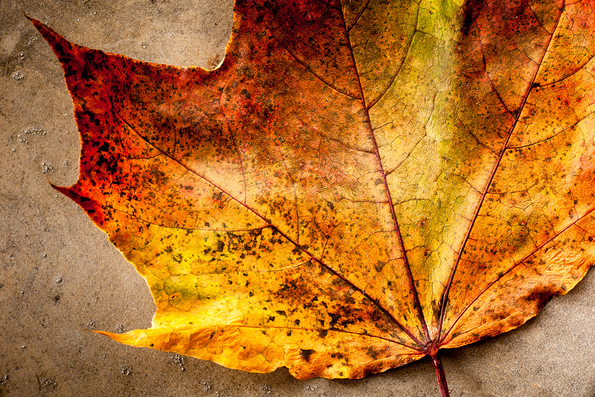 autumn Fall leaves color leaf outdoors Nature