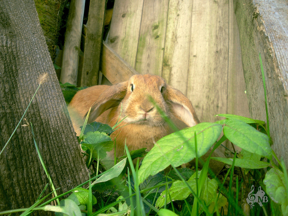 animals rabbits photographes