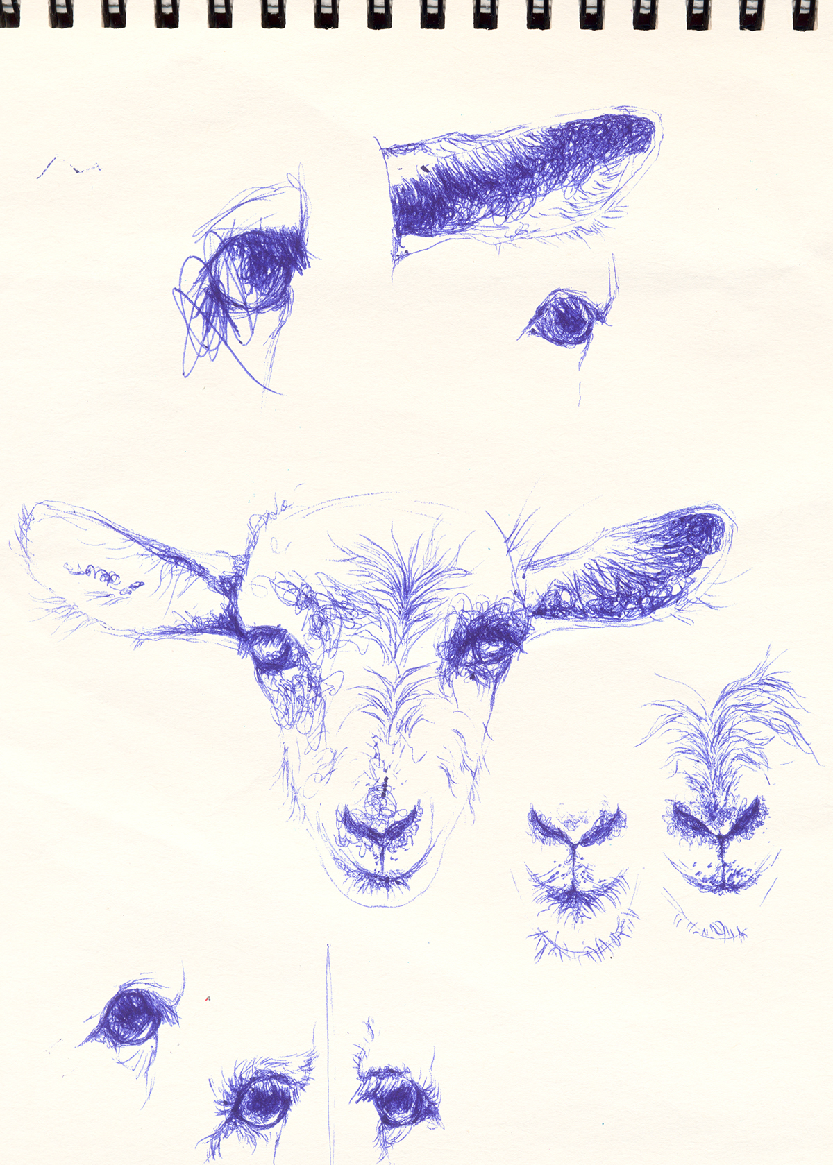 pen ballpoint pen animales fauna camello camel goat cabra blue ballpoint lapicero azul animal giraffe realistic mamíferos mammals