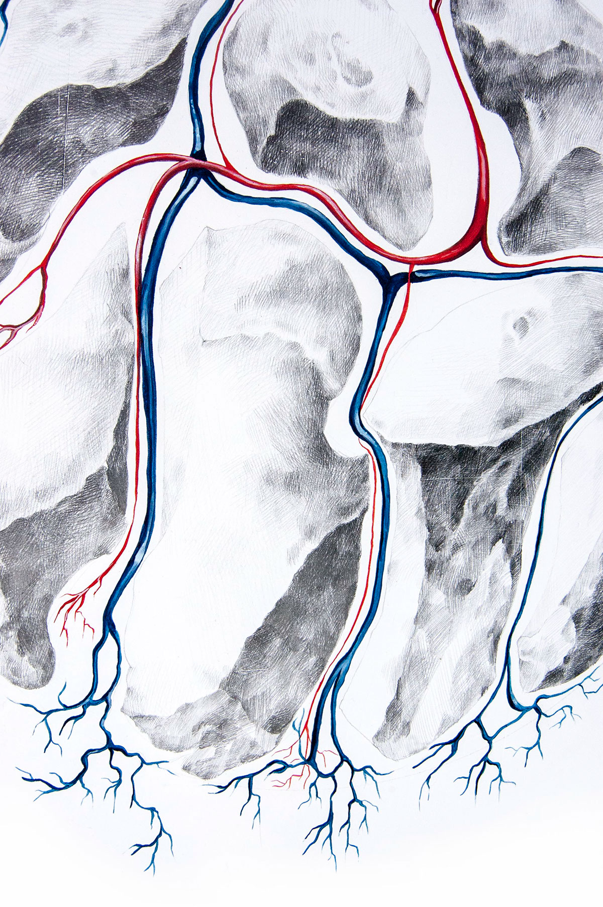 grafito graphite pencil human bones blood veins venas red blue Black&white