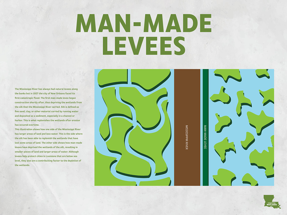 illustrations infographics graphic design  wetlands Environmental Issues typography  