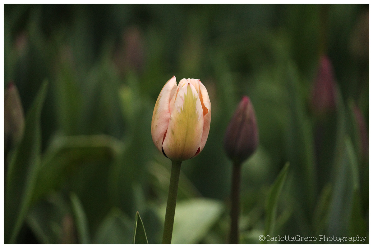 tulips flower Flowers Tulipani pralormo messertulipano
