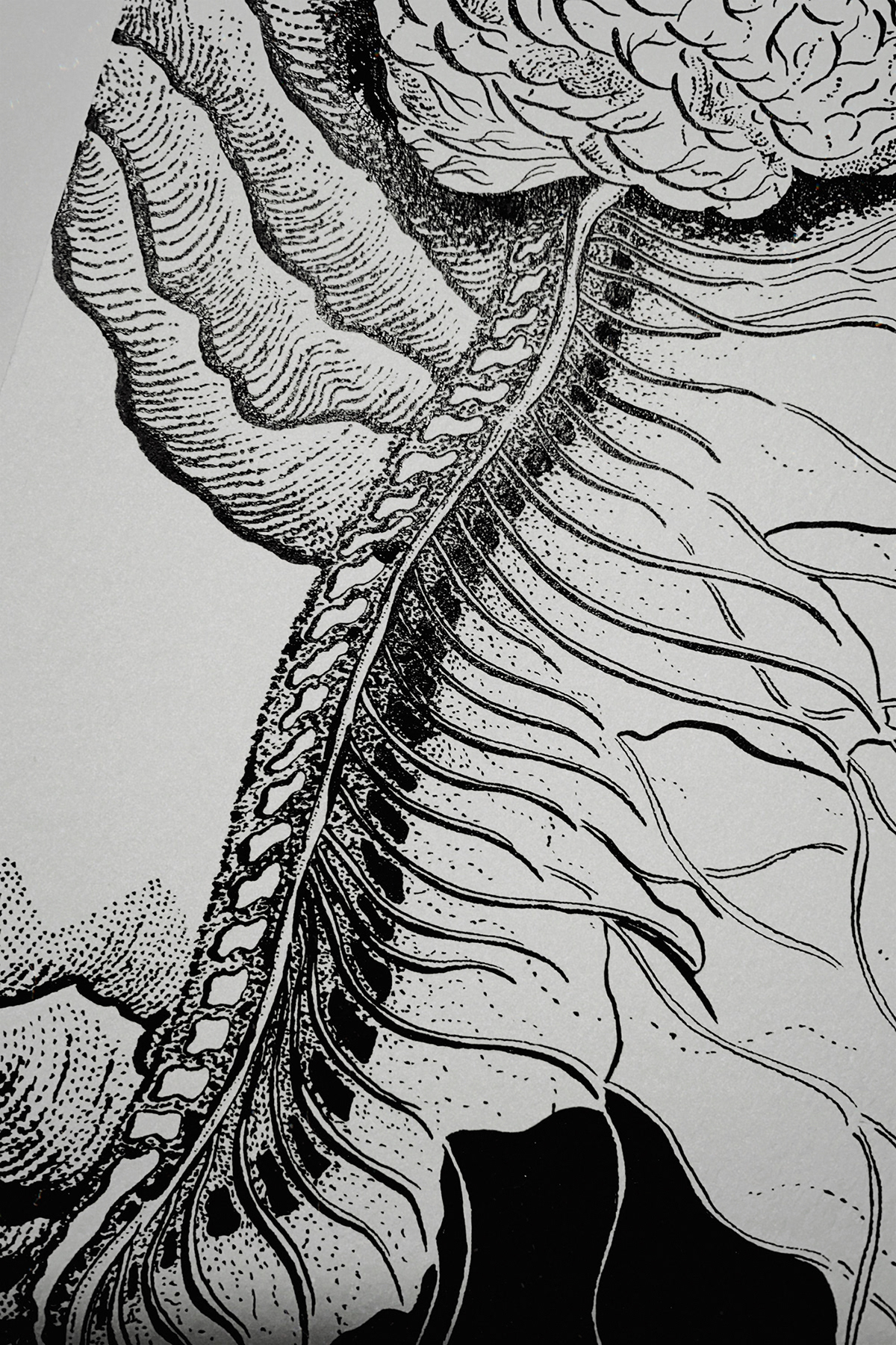 black and white brain human anatomy ILLUSTRATION  indian ink skull tattoo Nerve spine pen and ink
