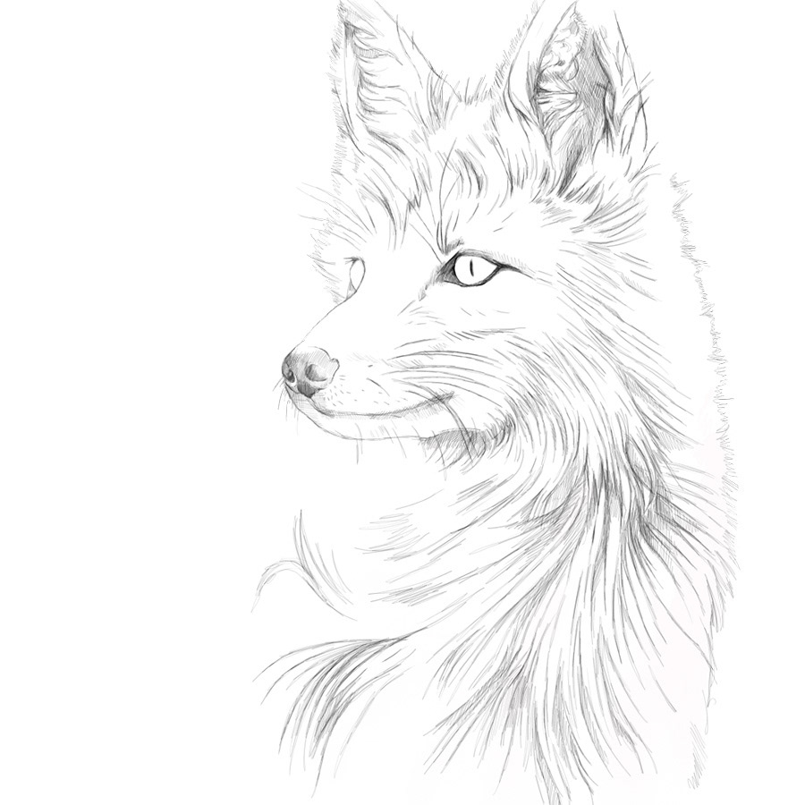 sketchbook animal sketch