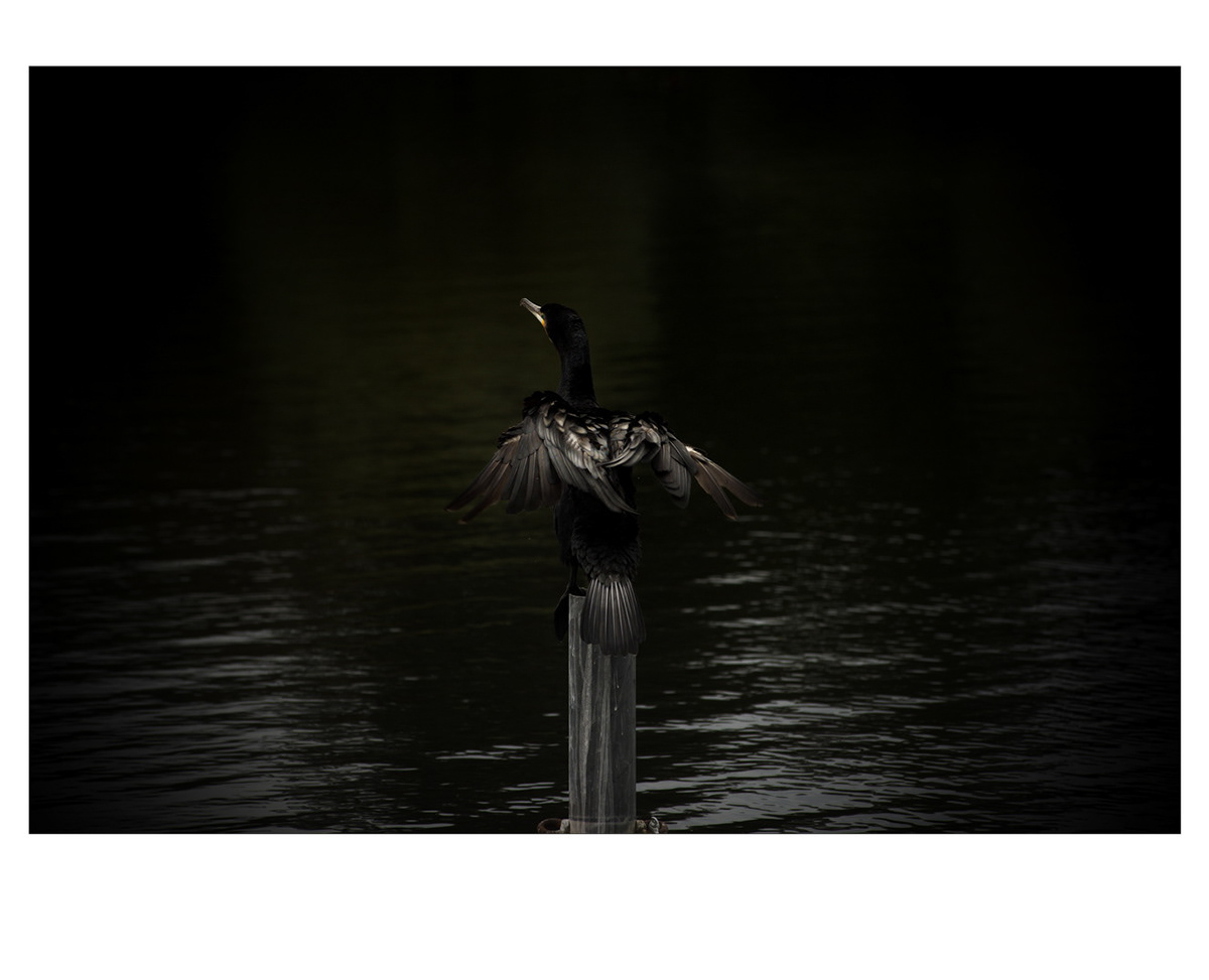 bird black cormorant DenHaag fish madestein Nature Photography  water