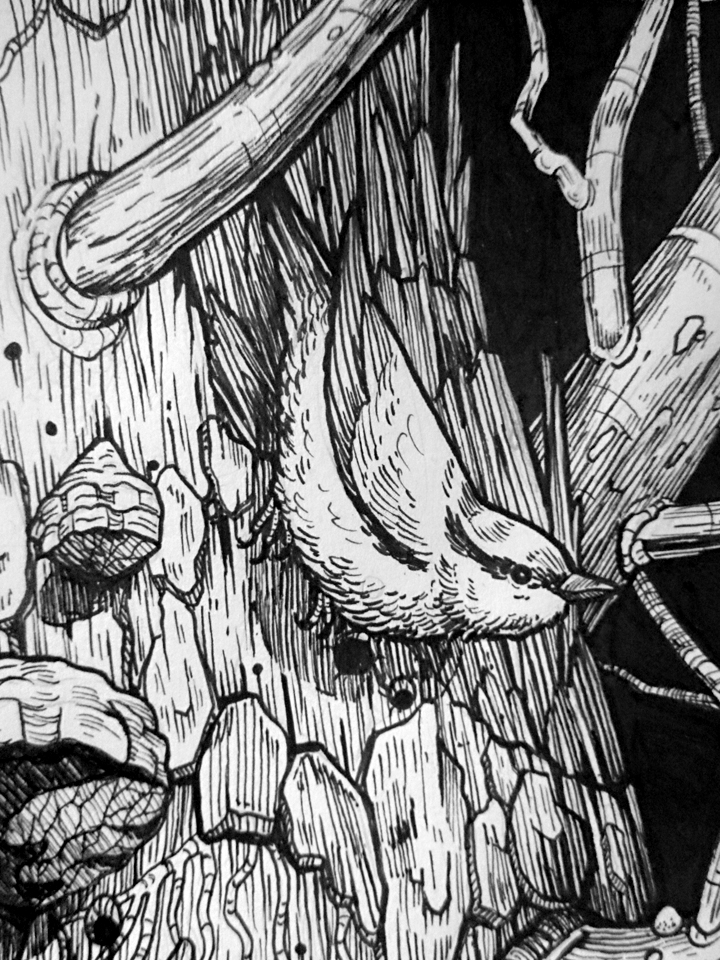 bird owl woodpecker forest Tree  Nature wilderness ink