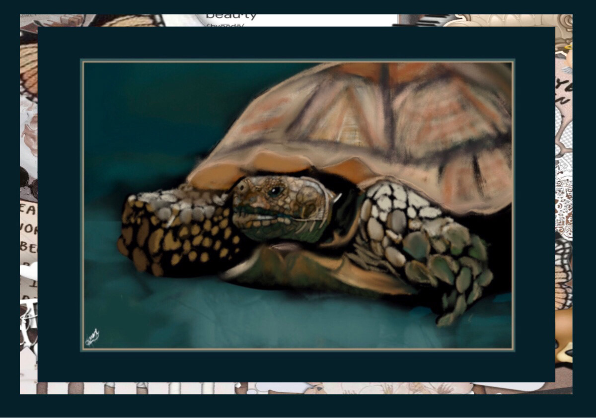 Digital Art  digital painting Drawing  illustrations animals tortoises African spurred tortoise