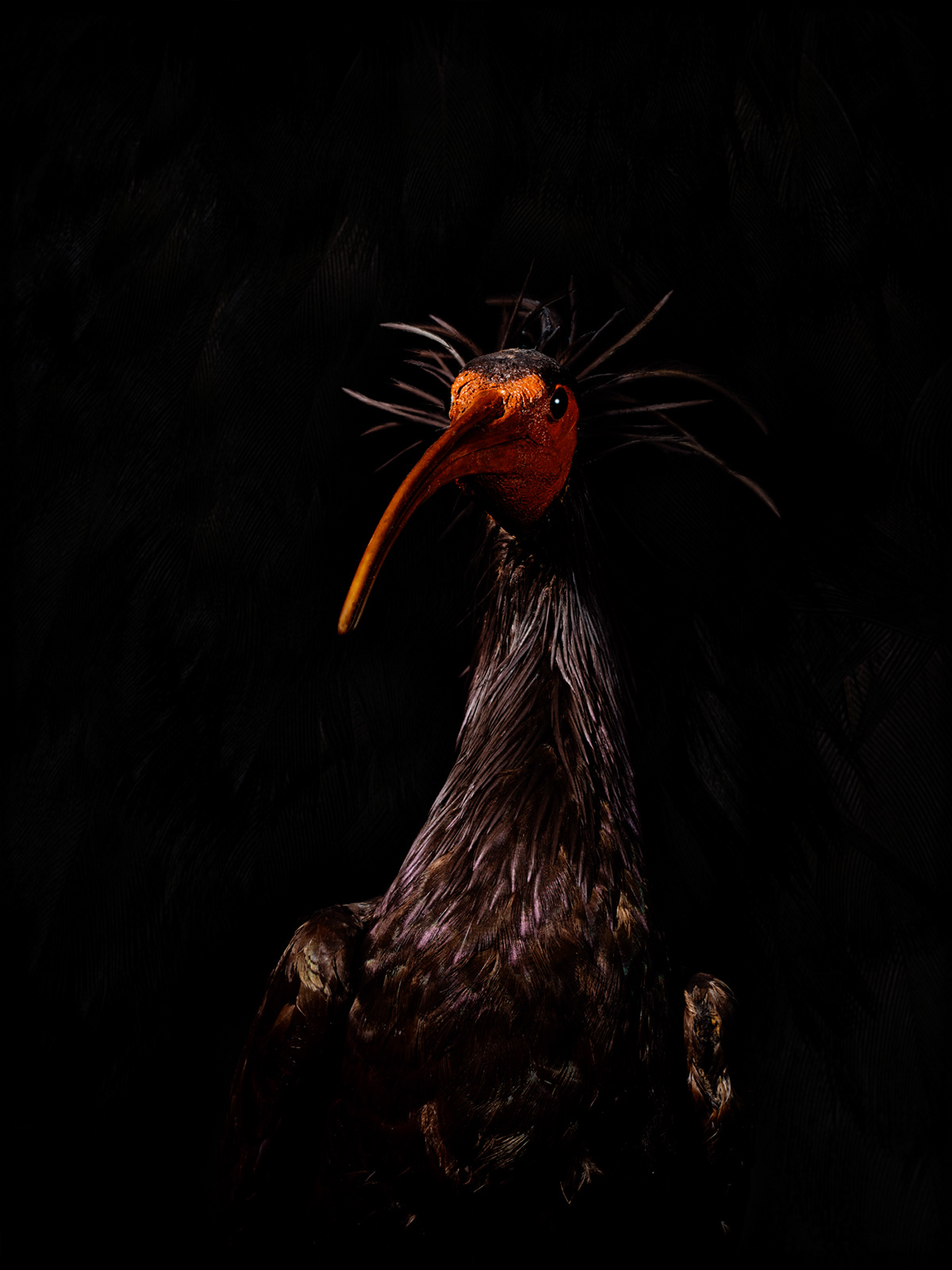 animal portrait animals bird endangered extinct fine art Nature Photography  still life Leica