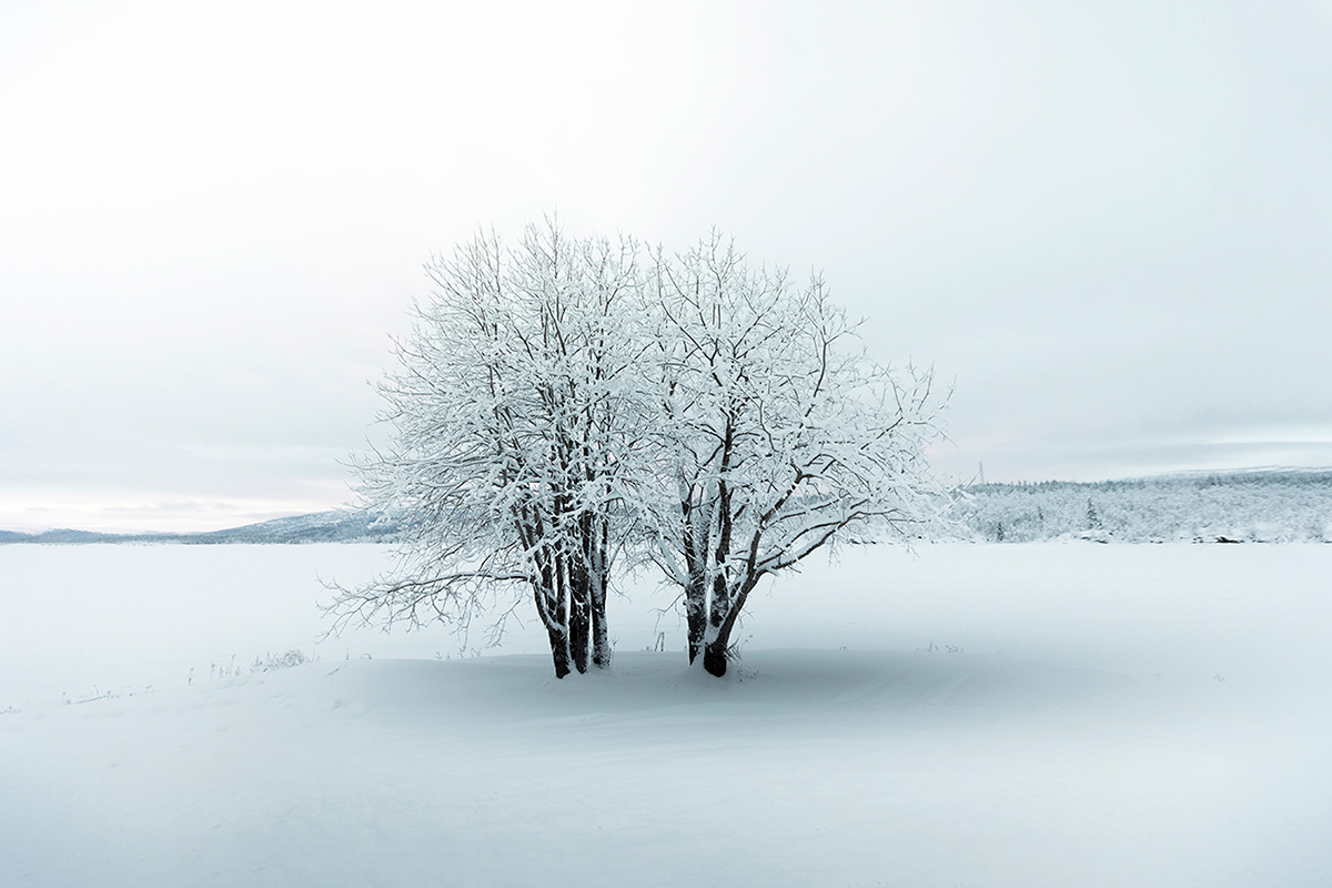 silence frozen winter cold snow ice Lapland Sweden Landscape Nature
