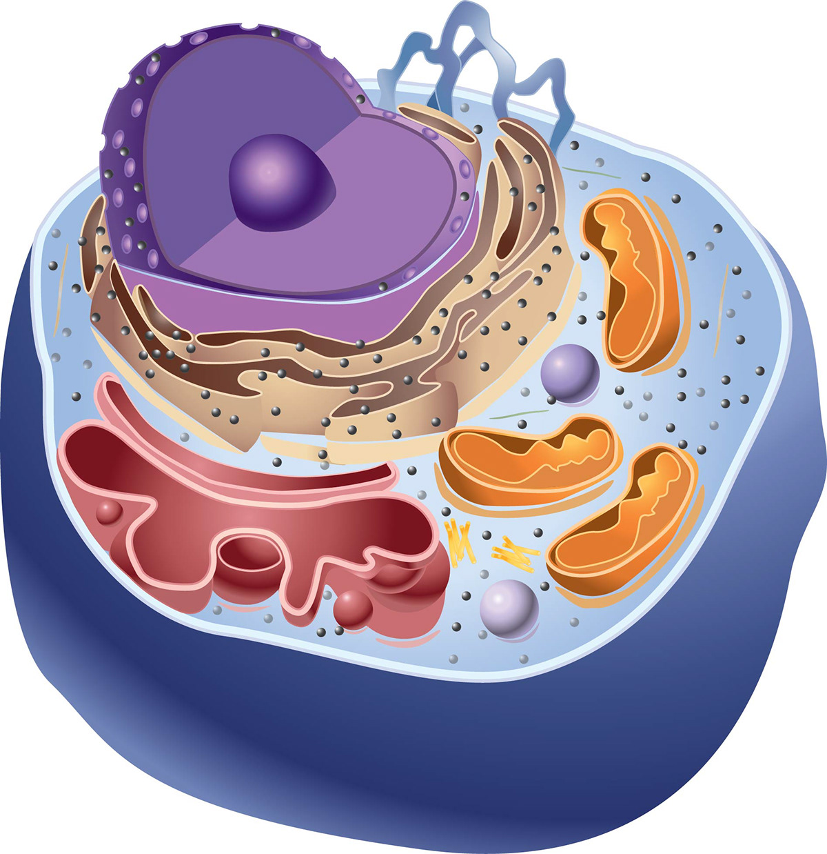 Animalcell plantcell