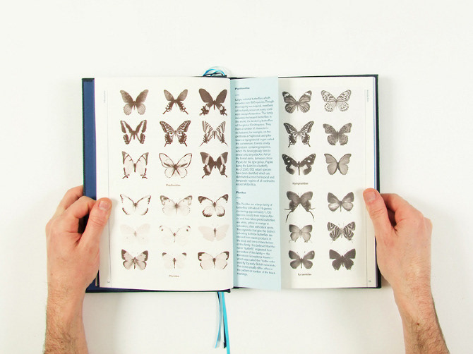 Book Arts science biology butterfly process lifecycle information design infographics editorial