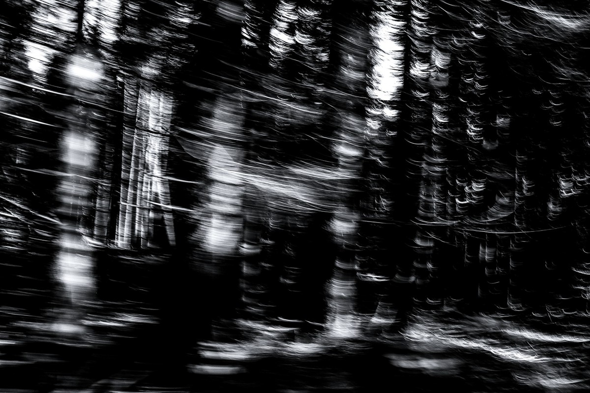 black and white Nature woods forest speed rush High Contrast Powerful