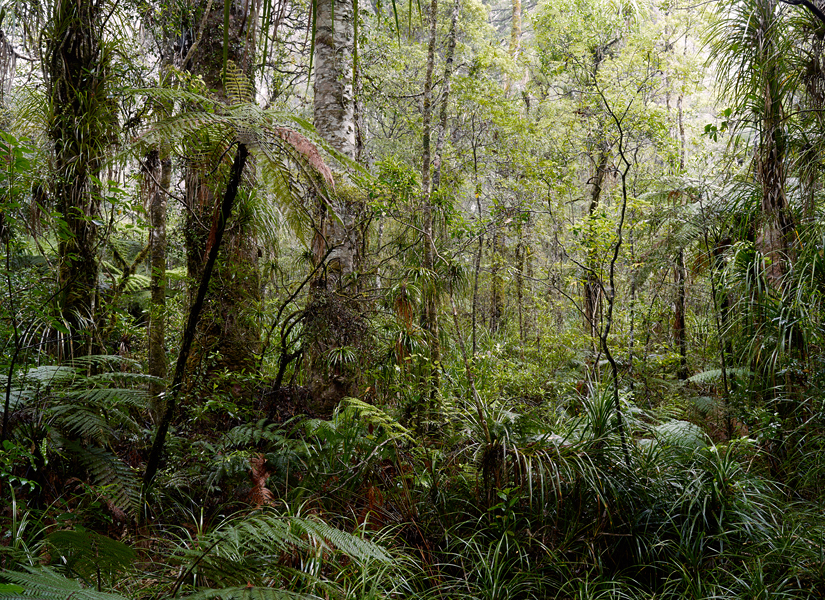 New Zealand forest rainforest woods trees green Travel