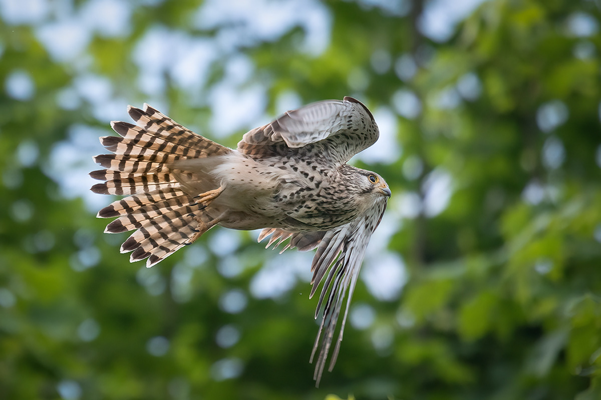Greifvogel kestrel turmfalke Vogelfotografie wildbirds wildlife wildlifephotography